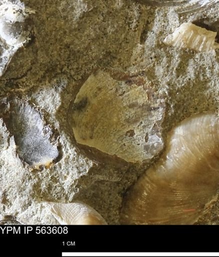 Limopsis striatopunctatus
