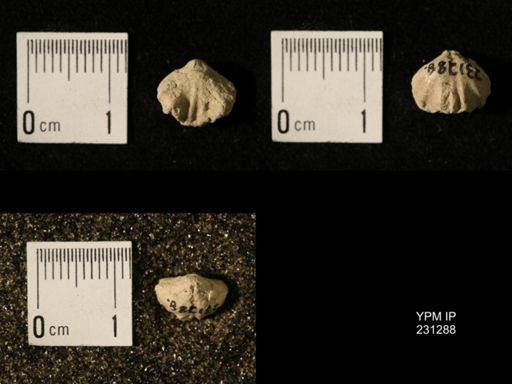 Wellerella osagensis