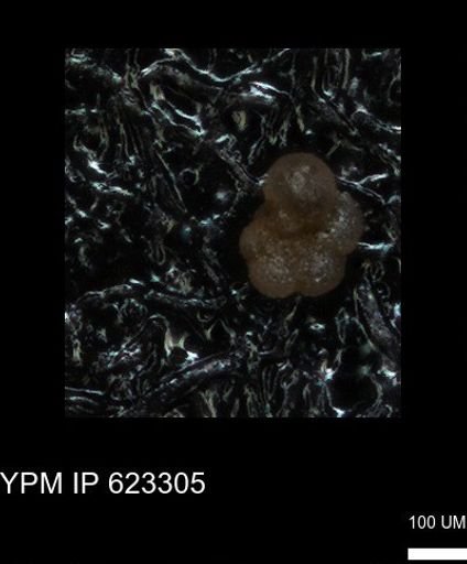undet. Globorotaliidae