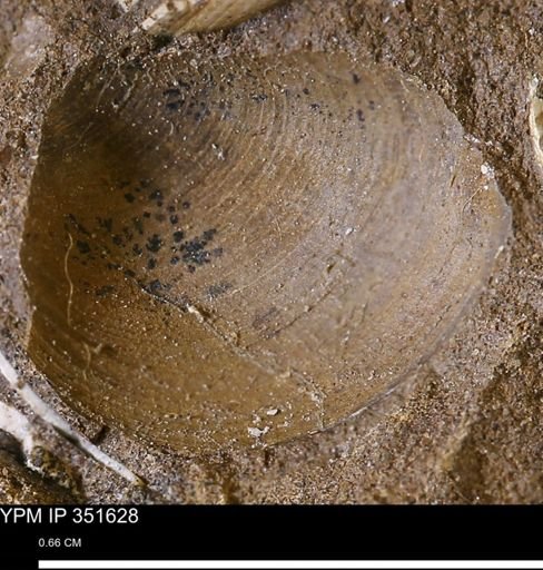 Limopsis striatopunctatus