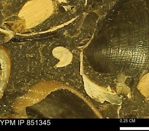 undet. Mollusca