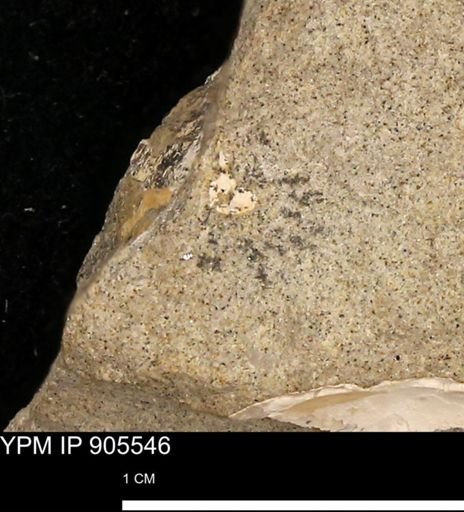 undet. Mollusca