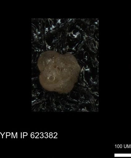 undet. Foraminiferida