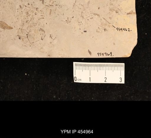 undet. Diptera