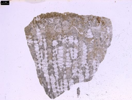 Alveolites suborbicularis