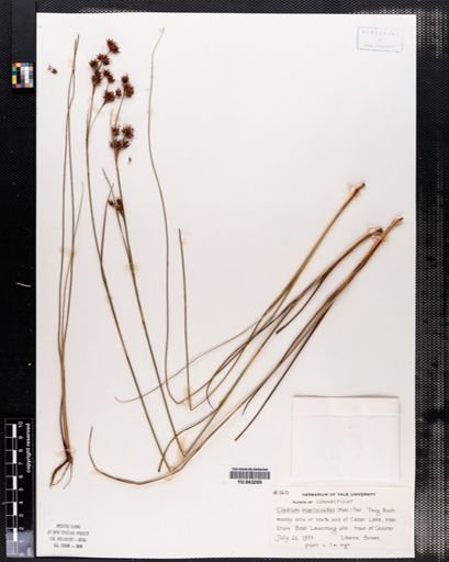 Cladium mariscoides