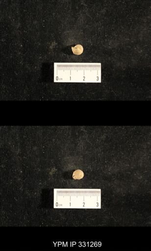 Euphemites sp.