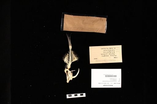 Aluterus schoepfi
