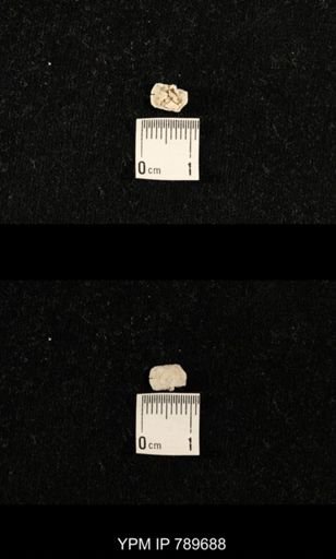 undet. Brachiopoda