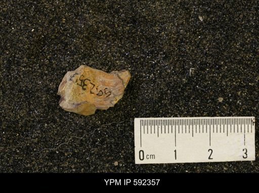 Inoceramus acutiplicata
