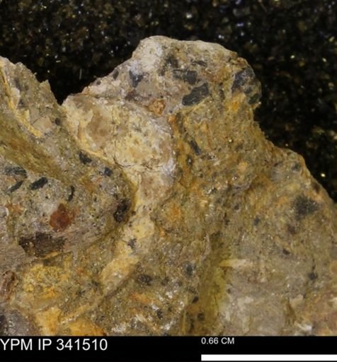 Scaphites sp.