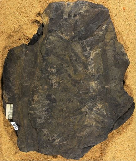 Lepidodendron sp.