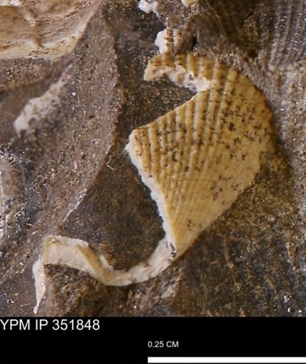 Parallelodon?