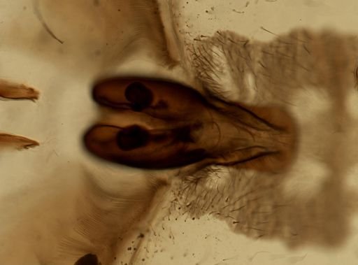 Araneae