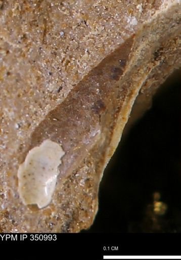 undet. Mollusca