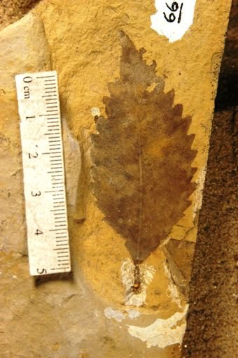 Fagopsis longifolia