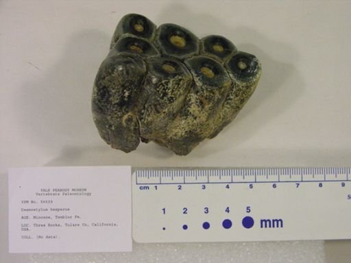 Desmostylus hesperus