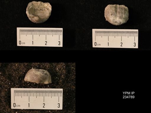Marginifera splendens