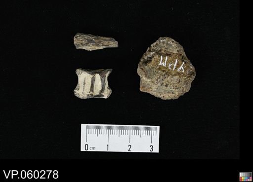 undet. Actinopterygii