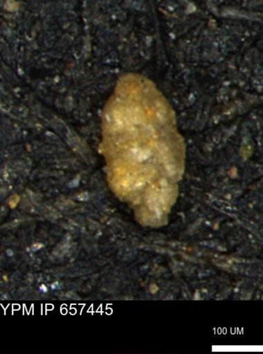 Bimonilina variana