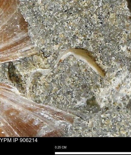 undet. Mollusca
