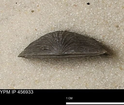 Stropheodonta sp.
