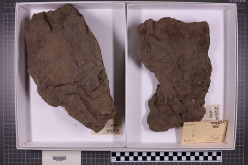 mixed taxa, stratigraphic collection