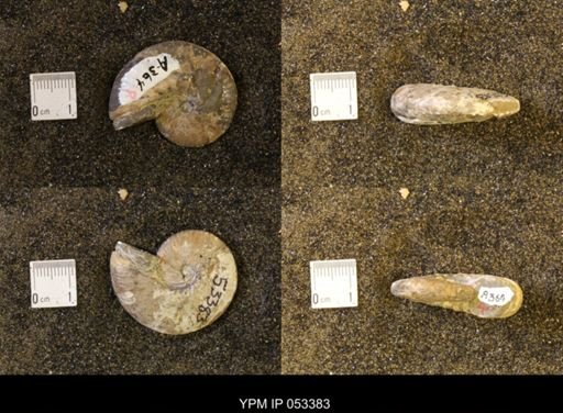 Discoscaphites conradi