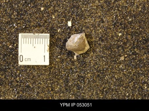 undet. Scaphitidae