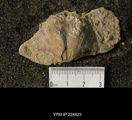 Neospirifer triplicatus