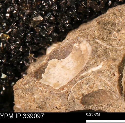 undet. Bivalvia