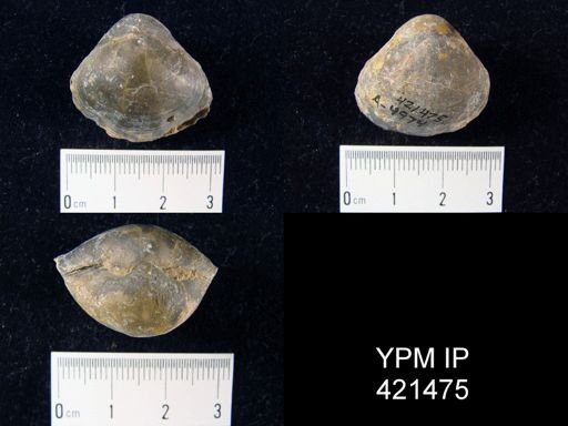 undet. Gypidulidae