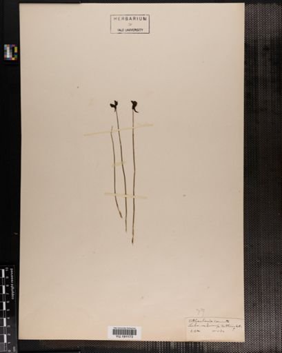 Plantae