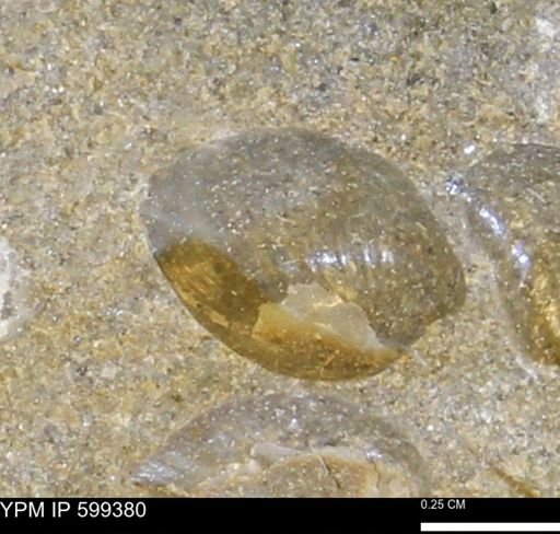 Protocardia subquadrata