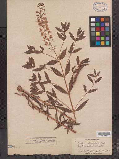 Plantae