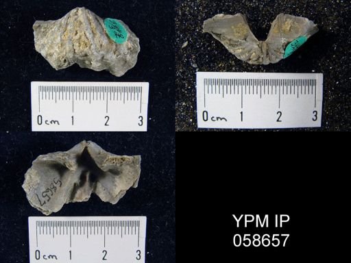 Eospirifer macropleura