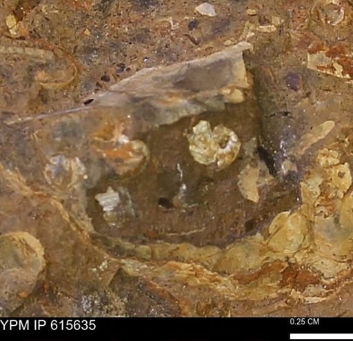 undet. Ammonoidea
