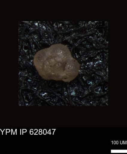 undet. Foraminiferida