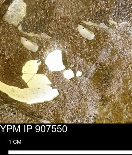 Sphenodiscus sp.