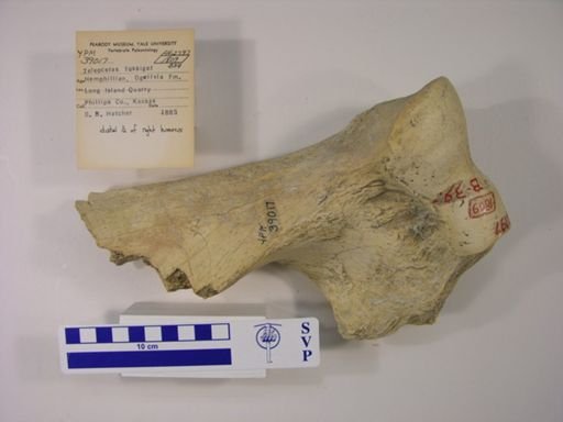 Teleoceras fossiger