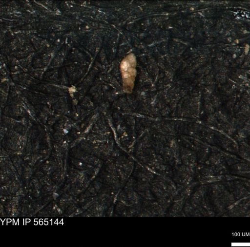 Verneuilinoides kansasensis