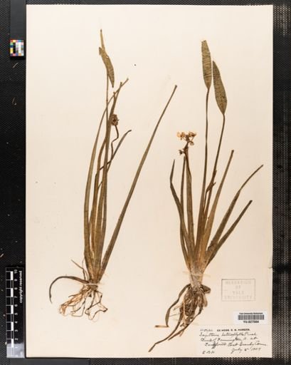 Sagittaria heterophylla