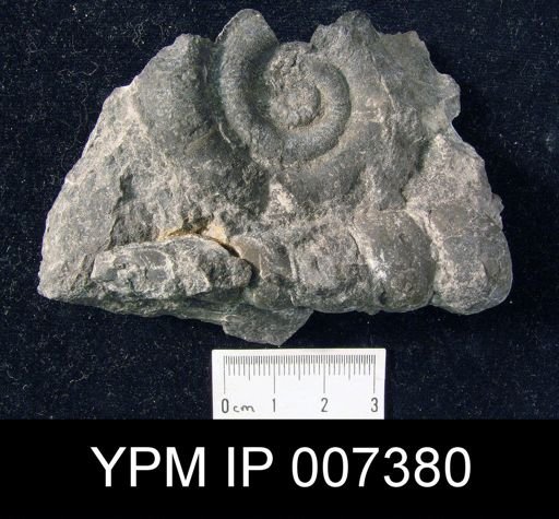 Hormotoma sp.; Schroederoceras cassienses with
