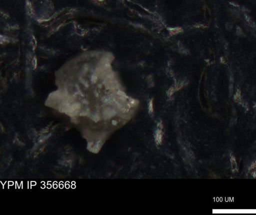 undet. Foraminiferida