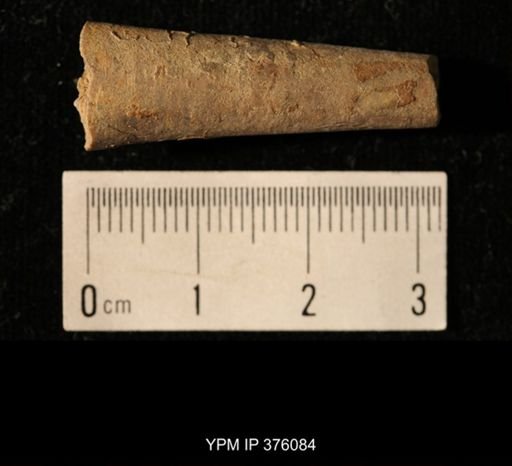 Pseudorthoceras knoxense