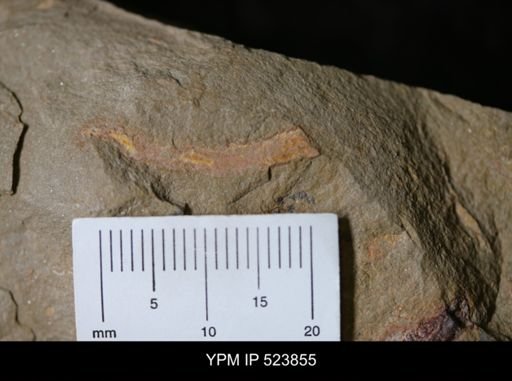 Ichnofossil?