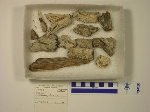 Atreipus milfordensis