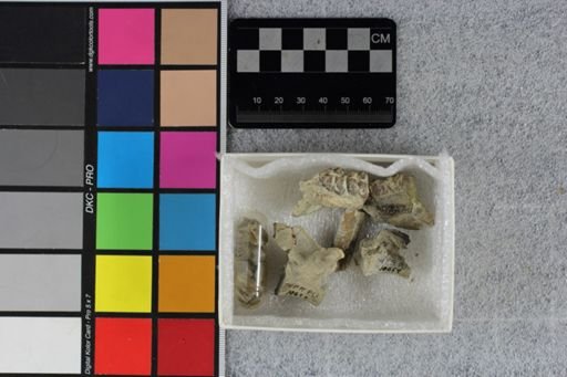 Protoceras celer