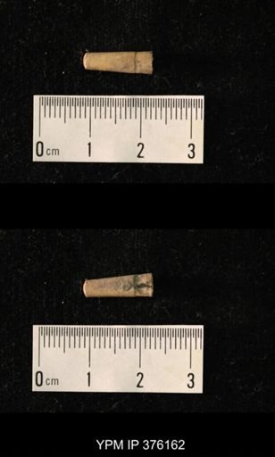 Pseudorthoceras knoxense