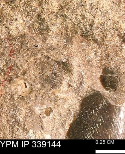 undet. Mollusca